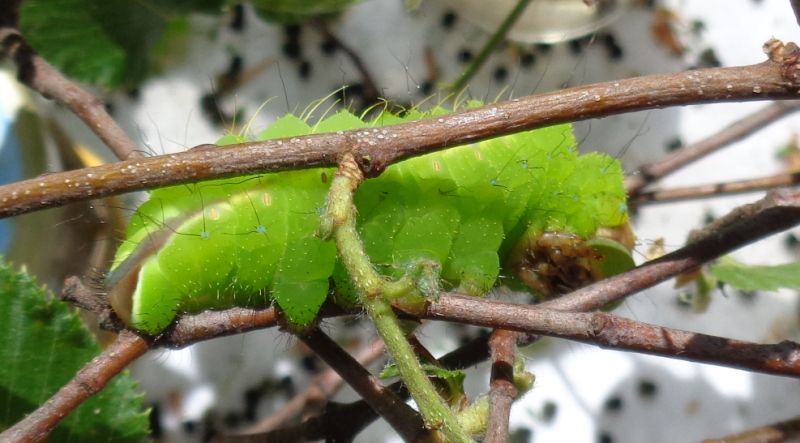 Saturniidae: Antheraea yamamai